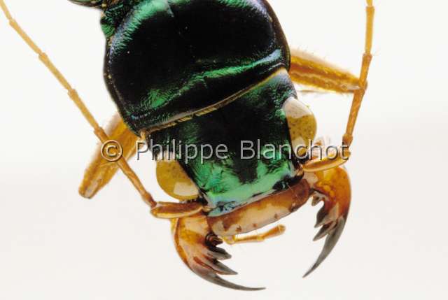 cicindela sp.JPG - Cicindela sp. (Portrait)CicindèleTiger beetleColeoptera, CicindelidaeInde
